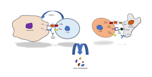 Simplified Schematic of Checkpoint Inhibitor Mode of Action